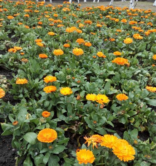 成都地区种什么花卉植物合适？如何选择适合本地气候的植物种类？