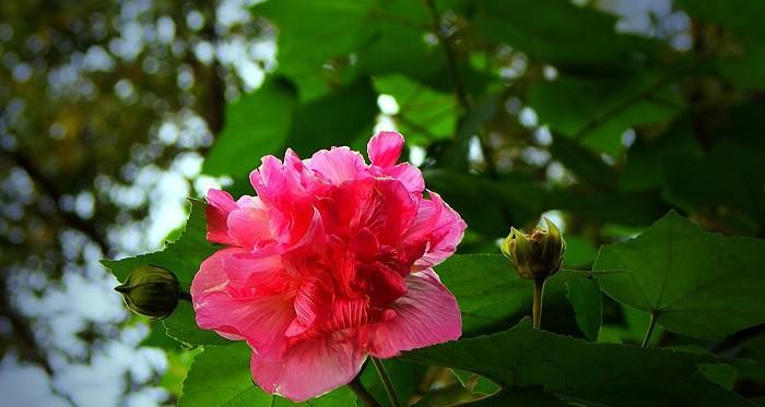 成都的市花是什么花？为什么选择这种花作为市花？