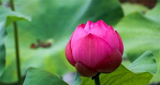 荷花象征意义是什么？荷花在文化中代表了哪些美好寓意？