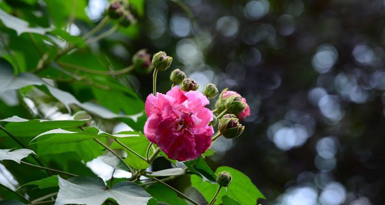 成都的市花是什么花？为什么选择这种花作为市花？