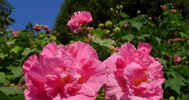 成都的市花是什么花？为什么选择这种花作为市花？
