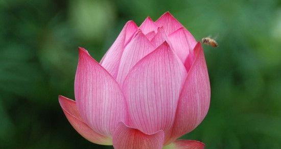 荷花代表什么意思？荷花的花语和象征意义是什么？