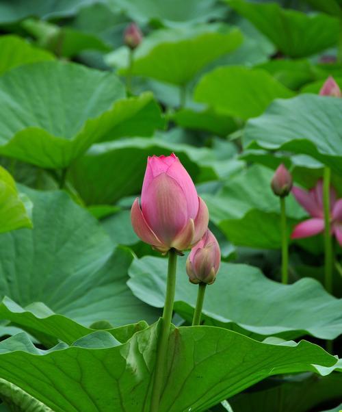 荷花代表什么意思？荷花的花语和象征意义是什么？