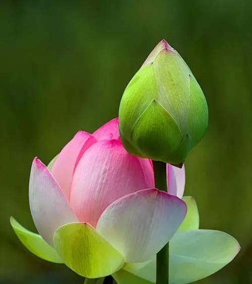 荷花代表什么意思？荷花的花语和象征意义是什么？