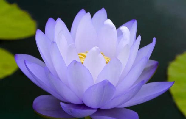 荷花象征着什么？荷花的含义有哪些常见问题？