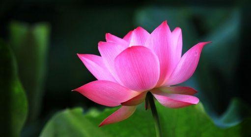 荷花的花语是什么？荷花寓意着什么含义？