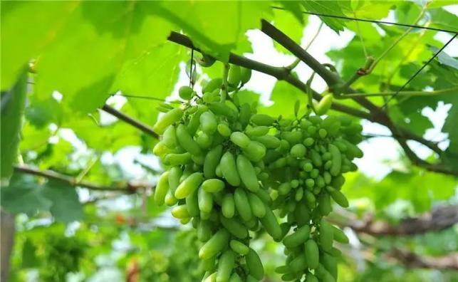成都葡萄什么时候成熟？最佳采摘时间是什么时候？
