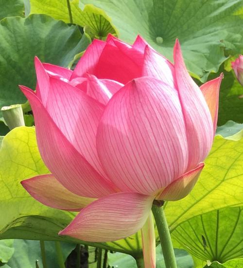 荷花的花语是什么意思？荷花代表的寓意有哪些？