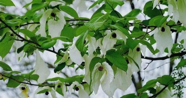成都适合种什么花？哪些花卉能在成都茁壮成长？