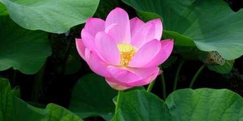 荷花有哪些特点？它的象征意义是什么？