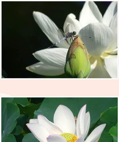 荷花象征着什么？荷花的寓意有哪些常见问题？