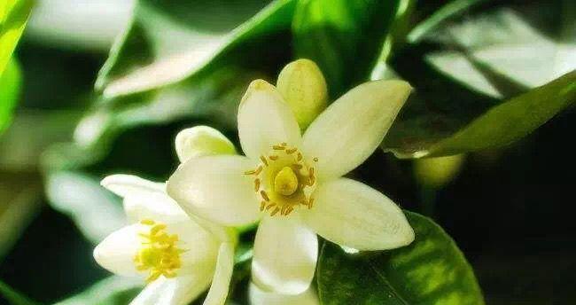橙花味道好闻吗？如何辨别优质橙花香水？