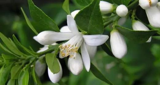 橙花一年开几次花？如何正确养护以促进花期？