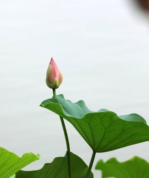 荷花的寓意是什么？荷花在文化中代表了哪些意义？