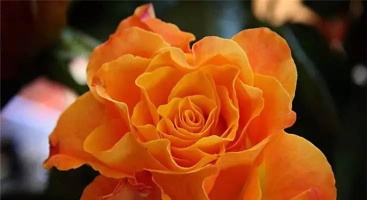 橙玫瑰的花语含义是什么？送橙玫瑰代表什么情感？