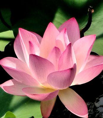 荷花的代表意思是什么？荷花象征着什么？