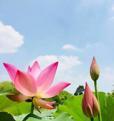 荷花的代表意思是什么？荷花象征着什么？