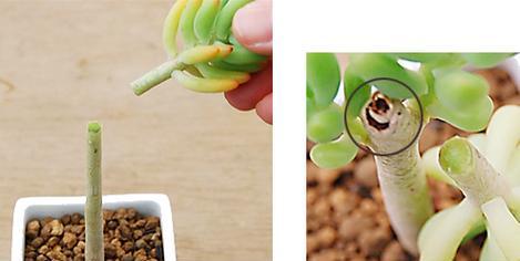 橙梦露叶插多久能发芽？如何提高发芽率？