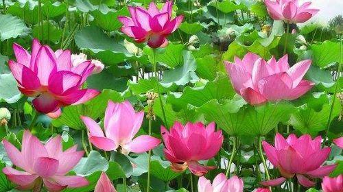 荷花象征的意义是什么？荷花在文化中代表了哪些深层含义？