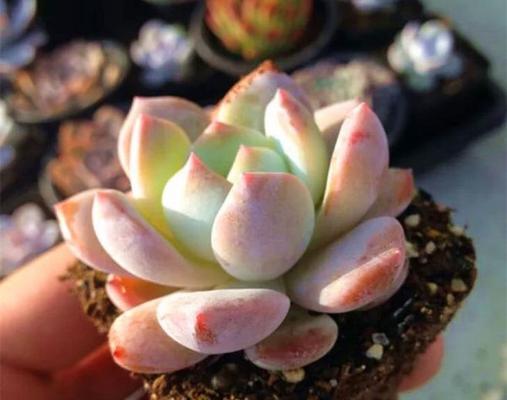 橙梦露怎么养出最佳状态？养出状态的秘诀是什么？
