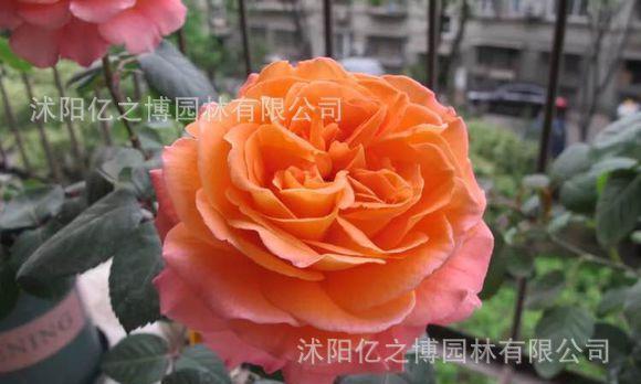 橙色浪漫月季有哪些优点和缺点？