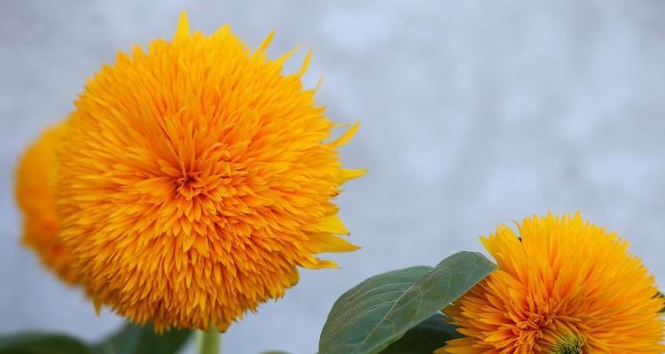 橙色植物有哪些？它们的养护方法是什么？