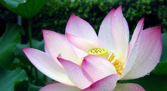 荷花象征着什么人？荷花的花语和象征意义是什么？