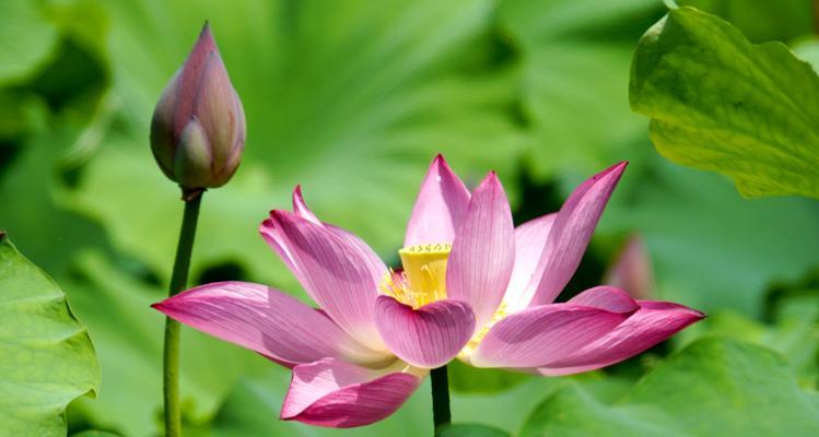 荷花象征着什么人？荷花的花语和象征意义是什么？