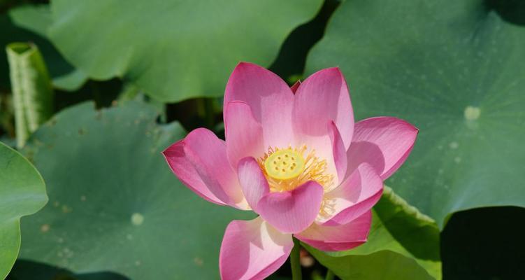 荷花象征着什么意义？荷花的花语和文化含义是什么？