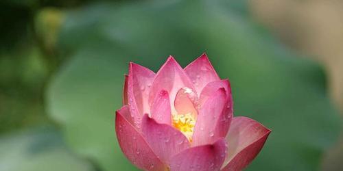 荷花象征着什么意义？荷花的花语和文化含义是什么？
