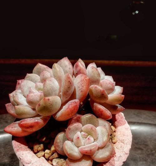 橙雪球多肉养护方法是什么？如何解决常见问题？
