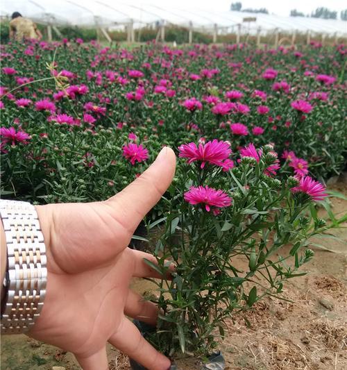 荷兰菊花语是什么意思？如何正确解读荷兰菊花的花语？