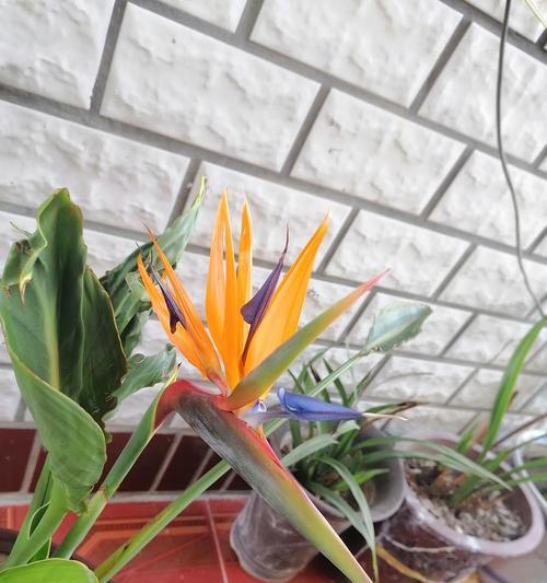 鹤望兰的花语是什么？如何正确理解鹤望兰的含义？