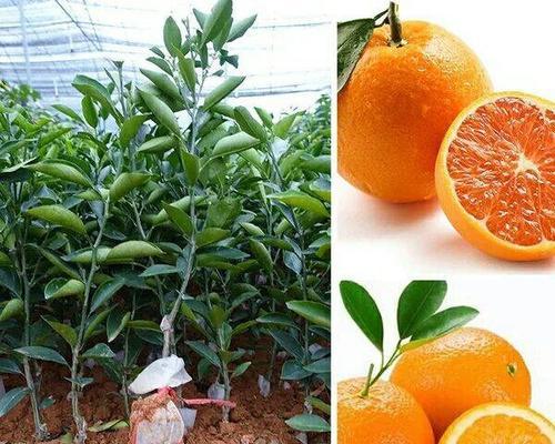 橙子的籽能种出新橙树吗？种植方法和注意事项是什么？