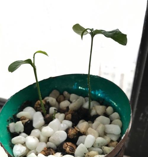橙子的籽能种出新橙树吗？种植方法和注意事项是什么？