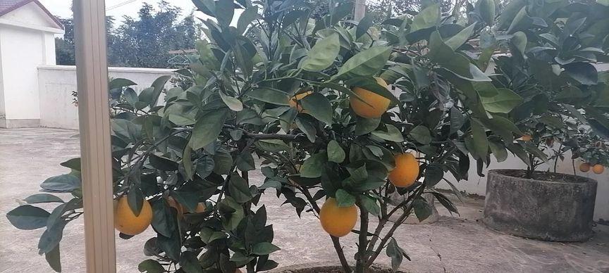 橙子多久成熟？成熟季节具体是什么时候？
