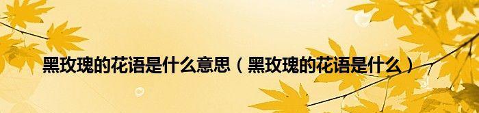 黑玫瑰花的花语有哪些含义？