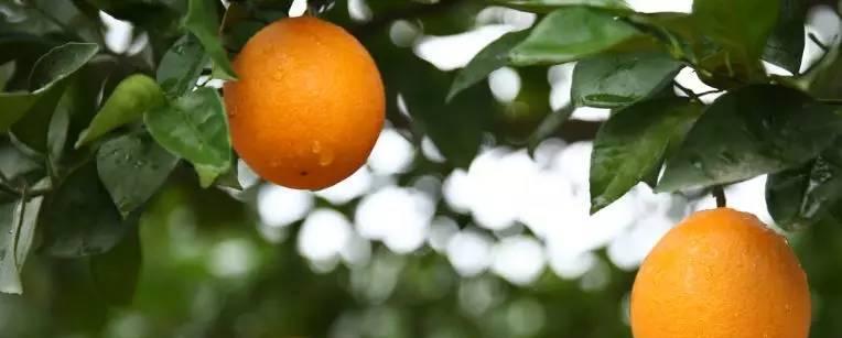 橙子开花结果时间表是怎样的？种植几年才能结果？