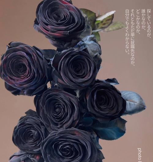 黑玫瑰花语是什么？如何正确理解黑玫瑰的含义？