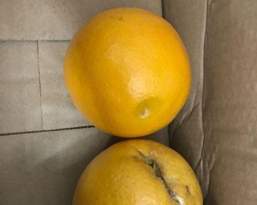 橙子可以放多久不坏？储存方法和保鲜技巧是什么？