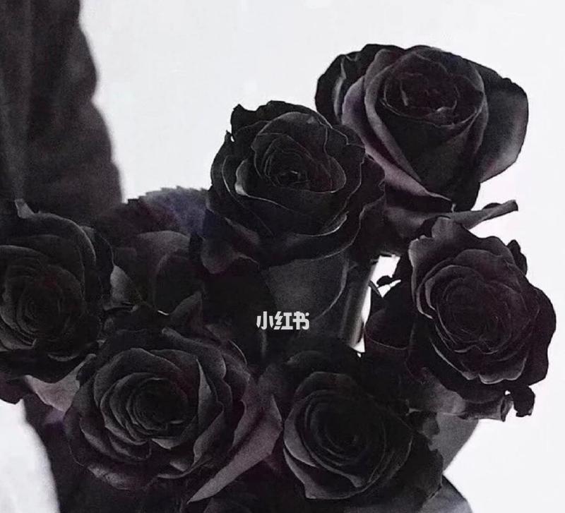 黑玫瑰代表什么意思？黑玫瑰花语有哪些含义？