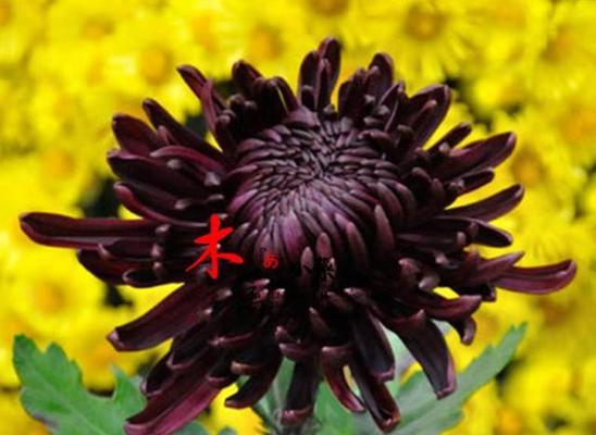 黑牡丹花语是什么？如何正确解读黑牡丹的含义？