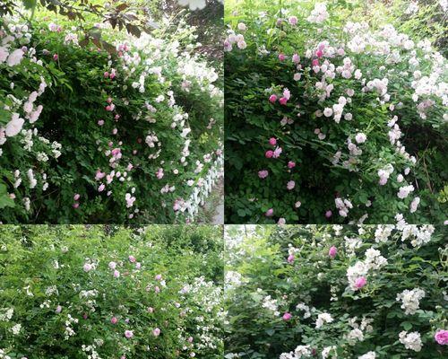 黑蔷薇花语是什么？如何正确解读黑蔷薇的含义？