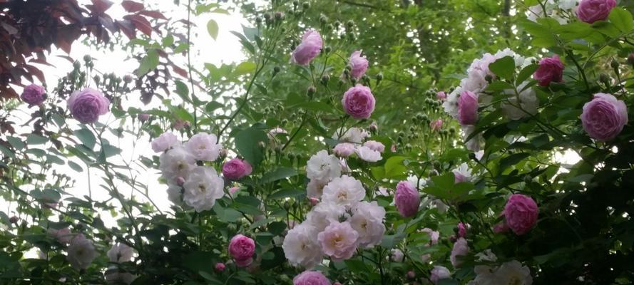 黑蔷薇花语是什么？如何正确解读黑蔷薇的含义？