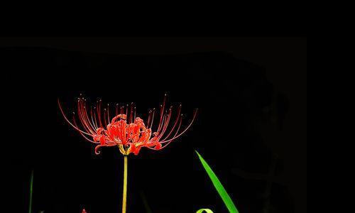 黑色彼岸花花语是什么？如何正确解读其含义？