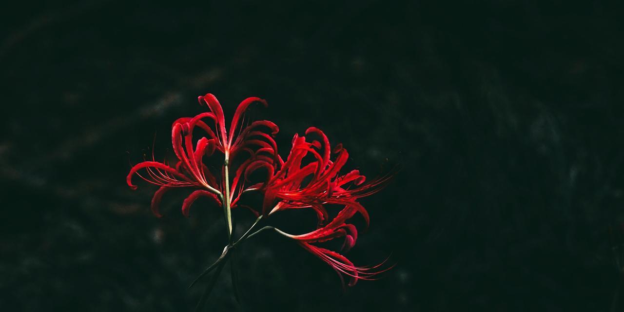 黑色彼岸花花语是什么？如何正确解读其含义？