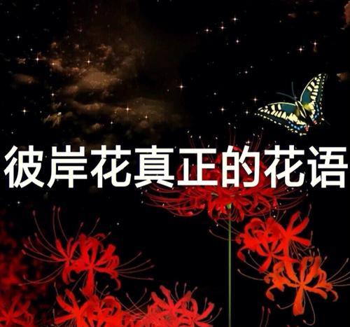 黑色彼岸花花语是什么？如何正确解读其含义？