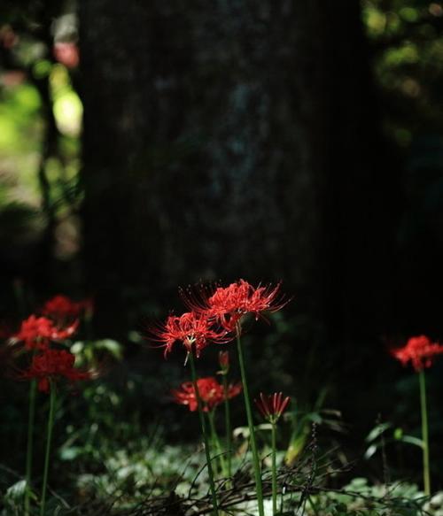 黑色彼岸花图片有哪些？它的花语是什么意思？
