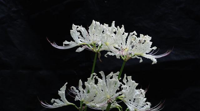 黑色彼岸花图片有哪些？它的花语是什么意思？