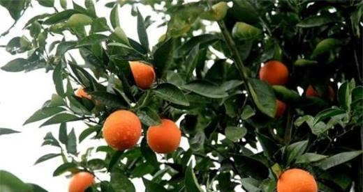 橙子什么时候成熟？最佳采摘季节是什么时候？